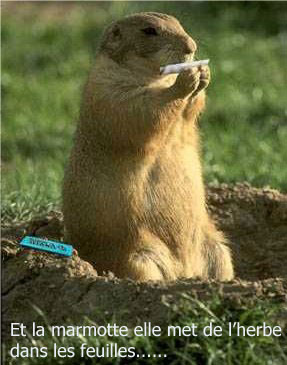 La marmotte